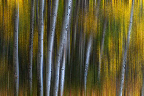 Forest Wilderness Wonderland Abstract  Photo Art Print