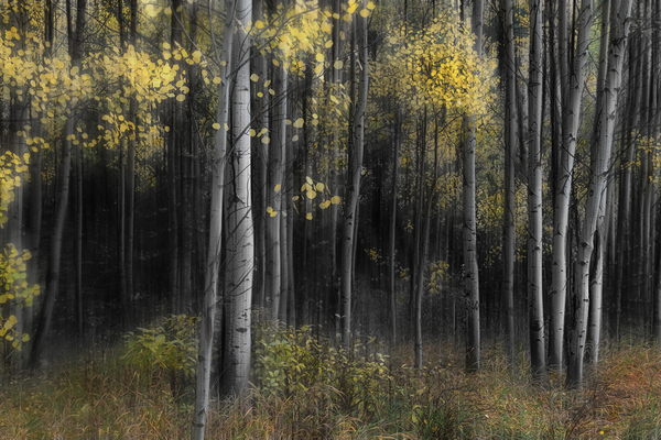 Misty Aspen Grove Print