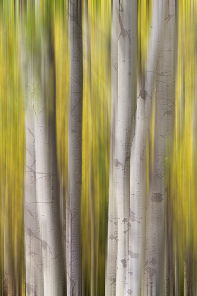 Autumn Aspen Dreamscape Abstract Landscape Print