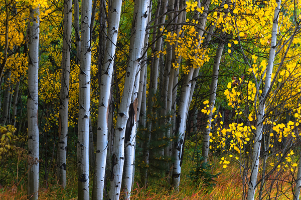 Roosevelt National Forest Wilderness Wonderland Print