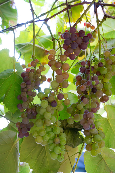 Colorful Grapes on the Vine Fine Art Photography Wall Art Print