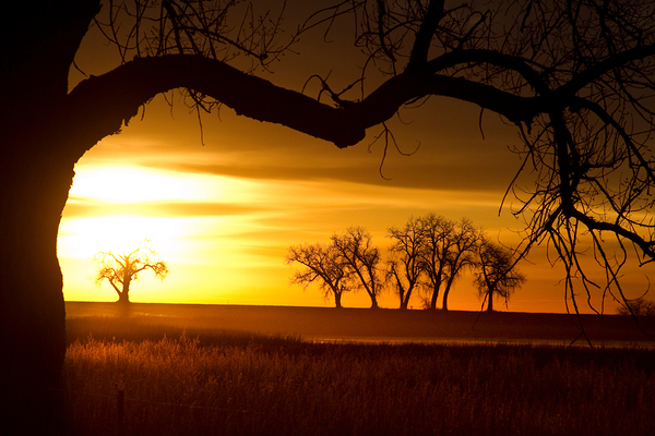 Golden Sunrise with Silhouetted Trees in Meadow Print