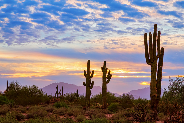 Colorful Sonoran Desert Sunrise in Beautiful Arizona Print