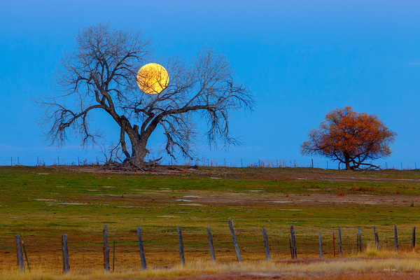 Supermoons Gilded Ascent A Celestial Masterpiece Print