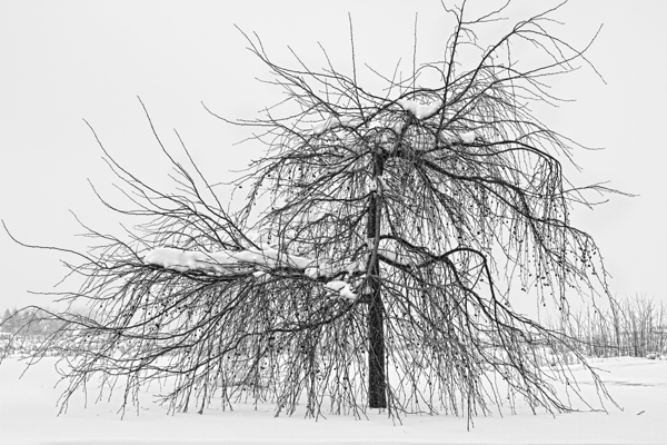 Wild Springtime Winter Tree Black and White Print