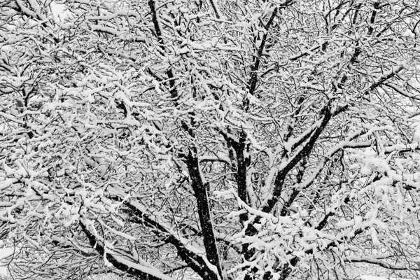 Black and White Snowy Tree Branches Abstract Three Print