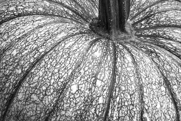 Pumpkin Pumpkin Black and White Print