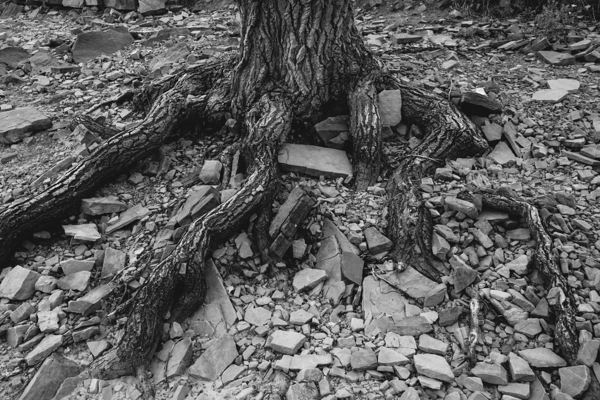 Tree Trunk Roots Exposed Print