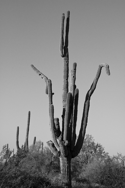Weird Giant Saguaro Cactus in Black and White Print