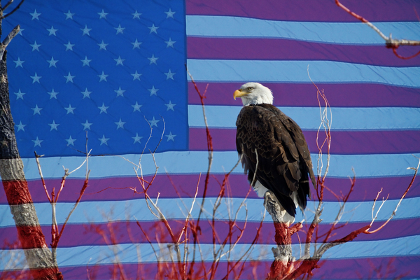 American Bald Eagle 3 Digital Download