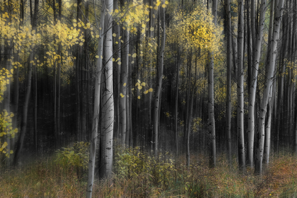 Aspen Tree Grove Into Darkness Digital Download