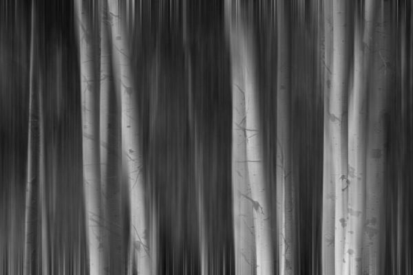 Aspen Trees Dreaming Black and White Abstract Téléchargement Numérique