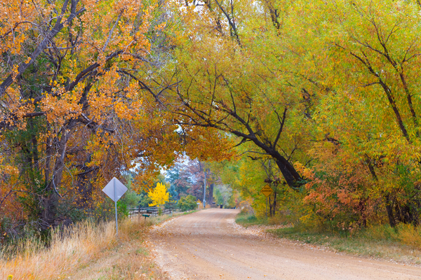 Autumns Enchantment - The Country Road Canopy Digital Download