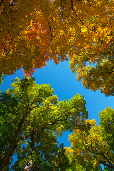 Autumns Radiant Canopy -  A Skyward View Digital Download