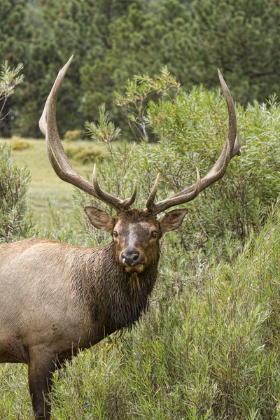 Bull Elk Eyes Digital Download