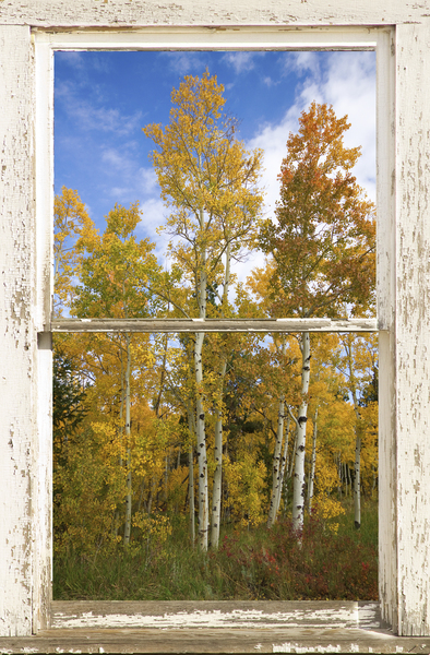 Colorado Autumn Aspens Nature Window View Digital Download