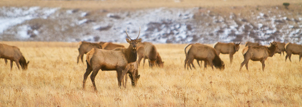 Elk Heard Colorado Foothills Plains Panorama Digital Download