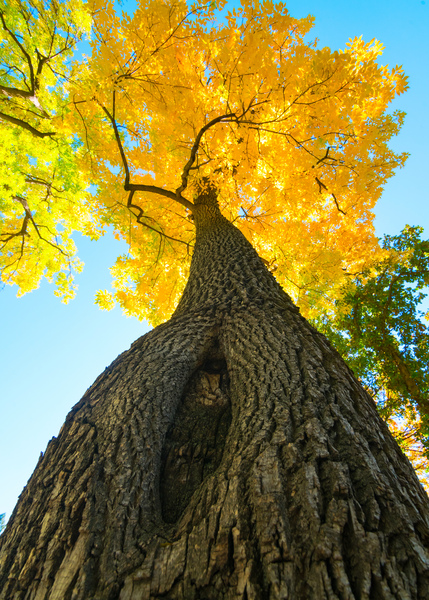 Golden Autumn Tree - Majestic Trunk and Leaves in Fall Splendor Téléchargement Numérique