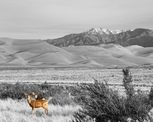 Great Colorado Sand Dunes Deer Téléchargement Numérique