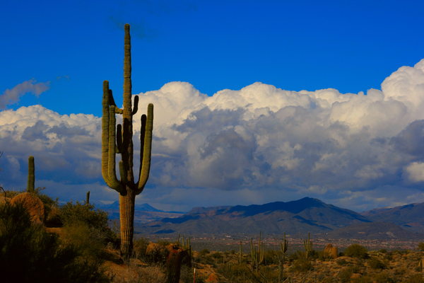  Amazing Giant Saguaro Cactus Digital Download