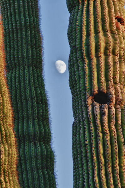  Southwest Saguaro Moon Téléchargement Numérique