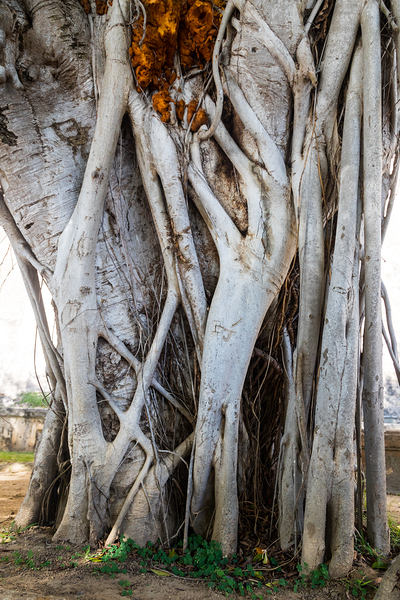 Magnificent and Colossal Intertwined Tree Digital Download