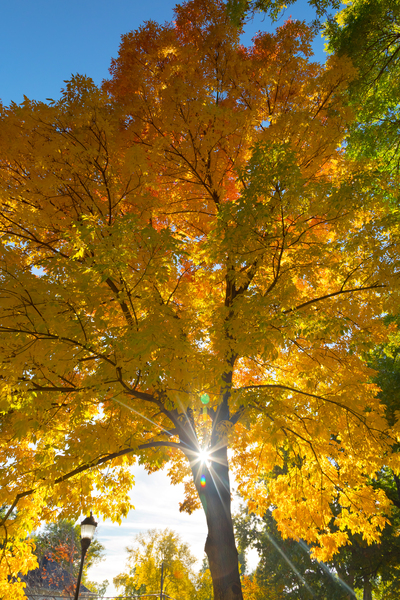 Stunning Autumn Tree Sunlight Through Colorful Leaves Téléchargement Numérique