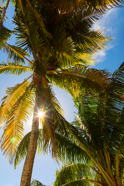 Sunshine and  Tall Palm Trees Extends Towards the Sky Digital Download