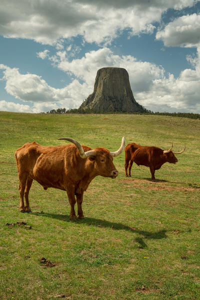 Texas Longhorn Cows Gracefully Posing at Majestic Devils Tower - Téléchargement Numérique