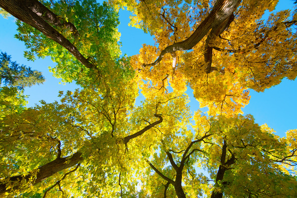 Vibrant Autumn Landscape - Colorful Trees under Blue Sky Téléchargement Numérique