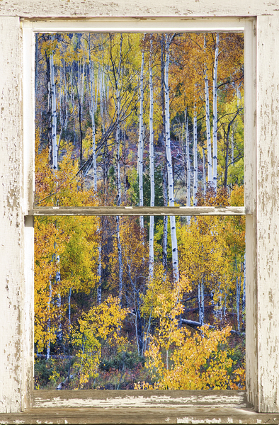Aspen Autumn Magic White Window Téléchargement Numérique