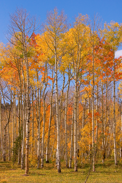 colorful colorado autumn  Digital Download