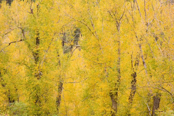cottonwood autumn colors Téléchargement Numérique