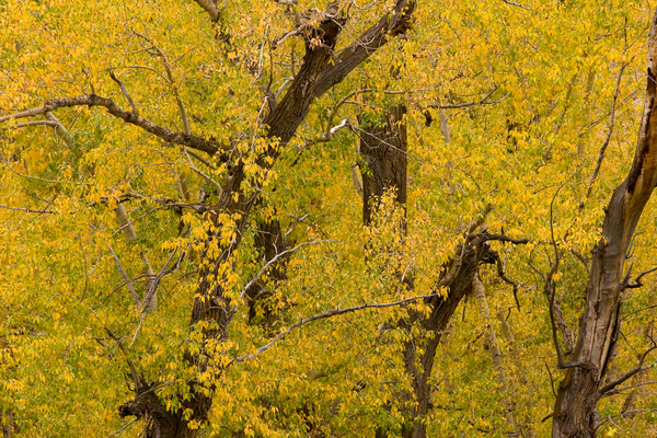 Cottonwood Tree Fall Foliage Téléchargement Numérique