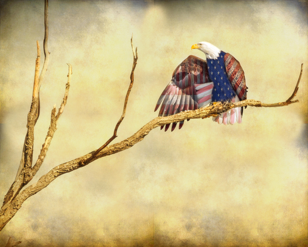 Patriotic Eagle with Stars and Stripes Digital Download