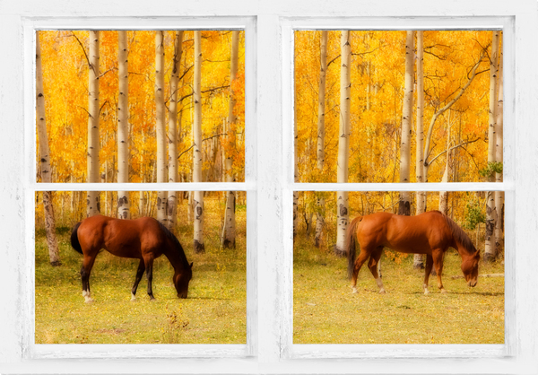 2 Horses Aspen Trees Whitewash Picture Window Téléchargement Numérique