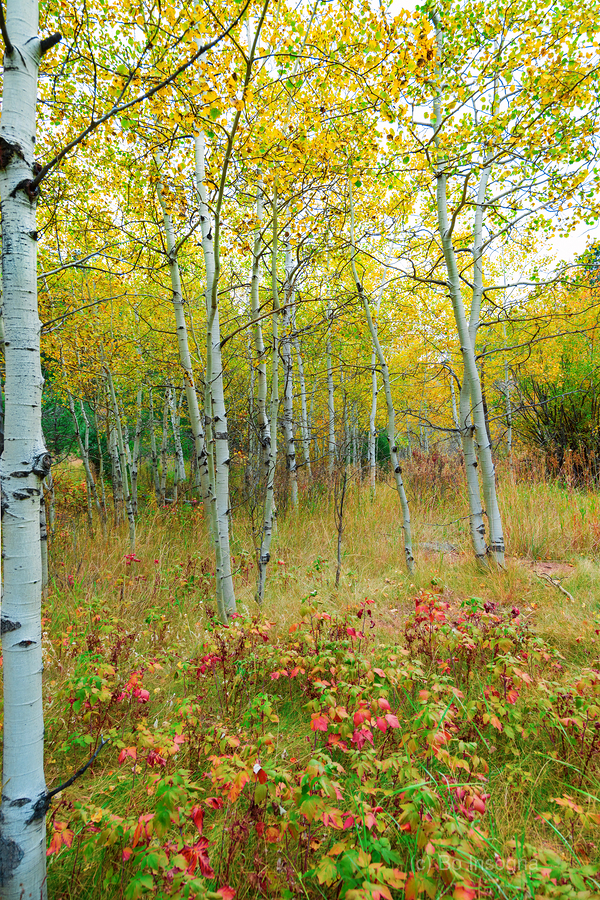 Radiant Autumn Forest Landscape in Gold and Red  Print