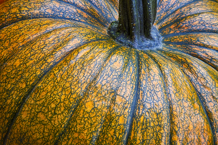 Pumpkin Close Up Fine Art Photography Wall Art Print  Print
