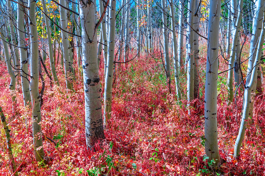 Mystic Red Autumns Fiery Carpet Aspen Grove in Fall  Imprimer