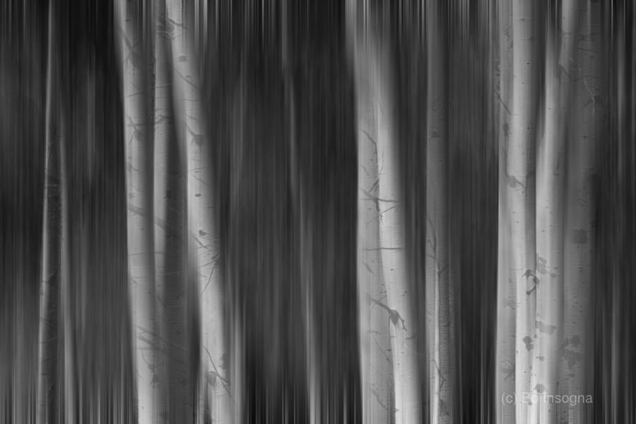 Aspen Trees Dreaming Black and White Abstract  Imprimer