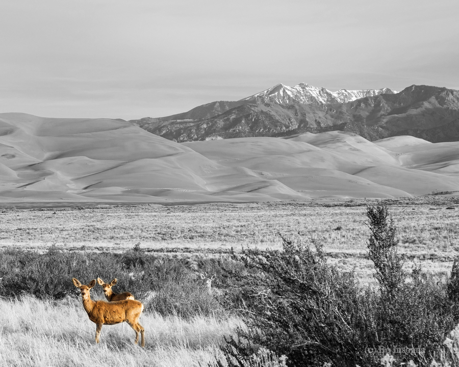 Great Colorado Sand Dunes Deer  Imprimer