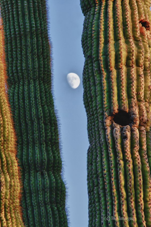  Southwest Saguaro Moon  Imprimer