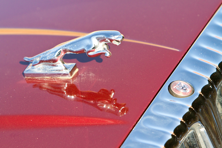 Jaguar Hood Ornamen and Emblem  Imprimer