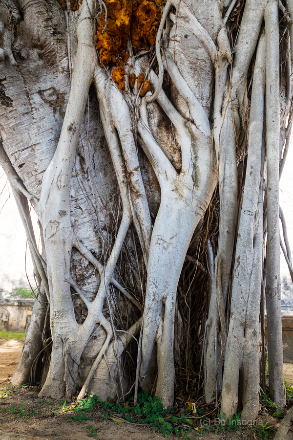 Magnificent and Colossal Intertwined Tree  Imprimer