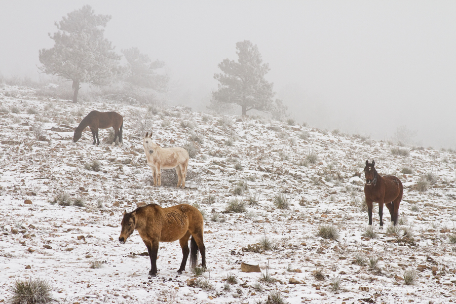 Rocky Mountain Horses Snow Fog  Imprimer