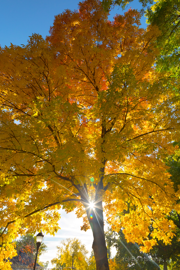 Stunning Autumn Tree Sunlight Through Colorful Leaves  Print