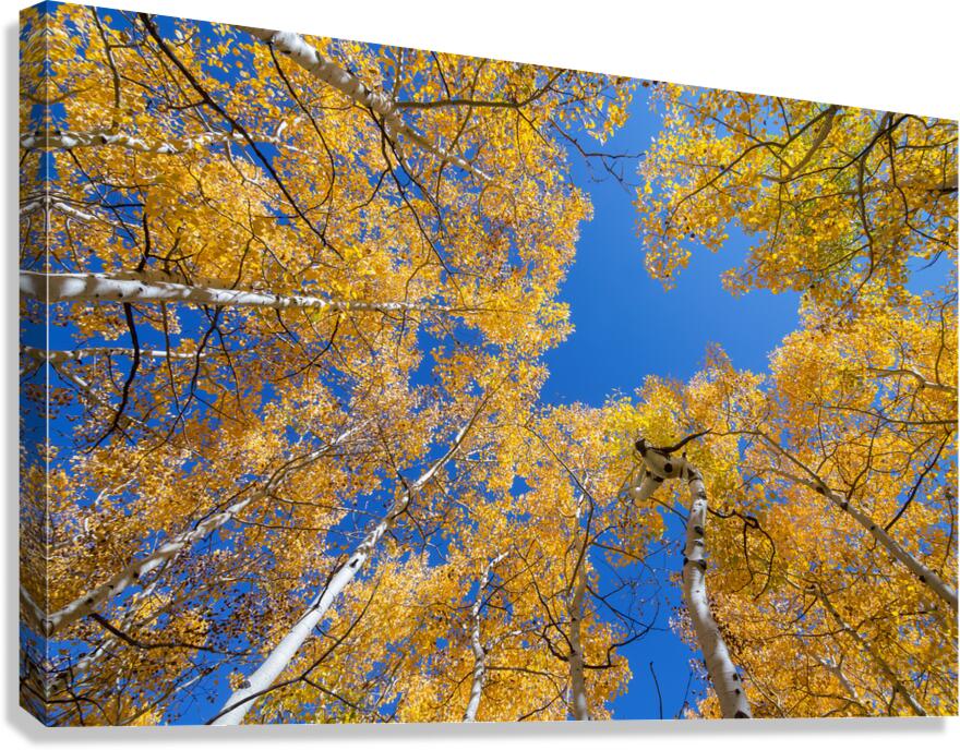 Aspen Curve Canvas Print