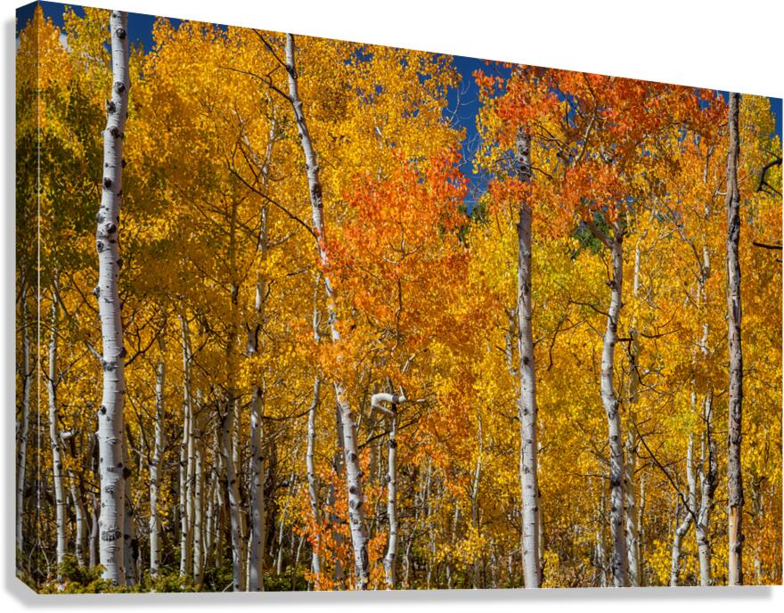 Sunny Colorful Aspen Tree Mix Canvas Print