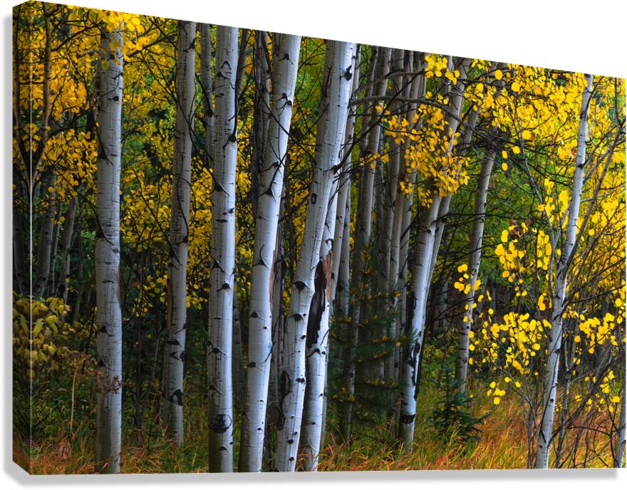 Roosevelt National Forest Wilderness Wonderland Canvas Print