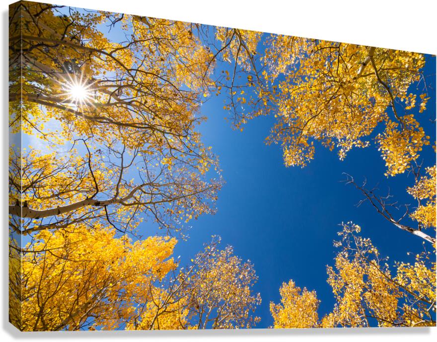 Sunny Day Canvas Print